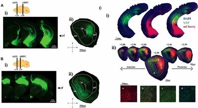 Topographic Organization of Hippocampal Inputs to the Anterior Olfactory Nucleus